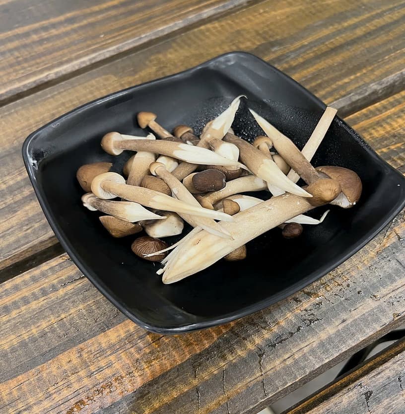 鸡枞菇